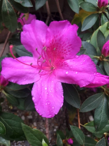 Primer Plano Una Azalea Floreciente —  Fotos de Stock