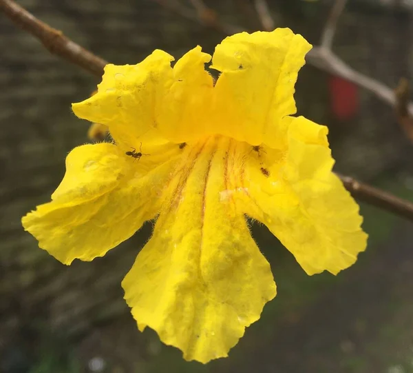 Flor Lapacho Amarillo Árbol —  Fotos de Stock