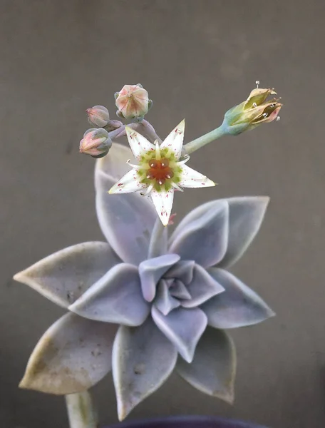 Piante Succulente Primo Piano Natura — Foto Stock