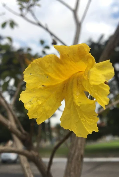 Sarı Lapacho Çiçeği Ağaç — Stok fotoğraf