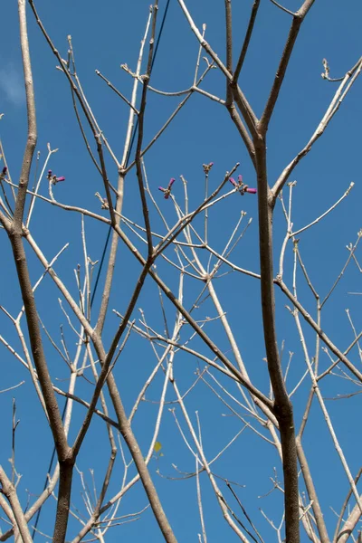 Las Ramas Del Árbol Invierno Sin Hojas — Foto de Stock