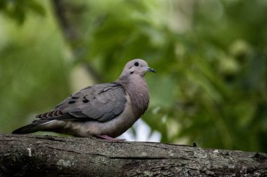 Bir ağacın dallarına tünemiş küçük bir güvercin.