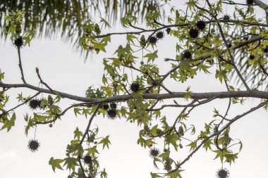 Sonbaharda liquidambar ağacı dalı