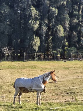 Tarladaki bir atın portresi..