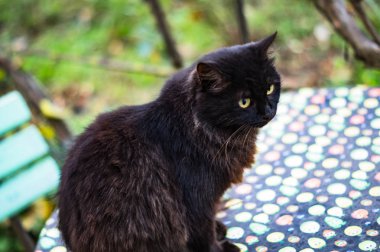 uzun saçlı büyük siyah kedi