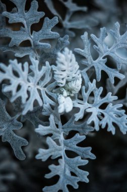 sıra dışı beyaz bitki, makro