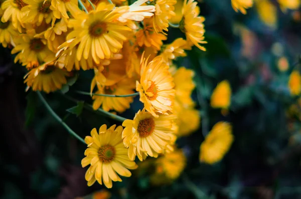 Flores Amarillas Floreciendo Otoño —  Fotos de Stock