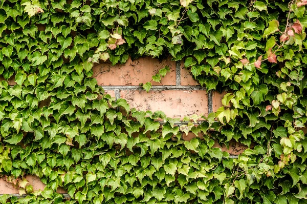 Ivy Wrapped Brick Wall Home — Stock Photo, Image