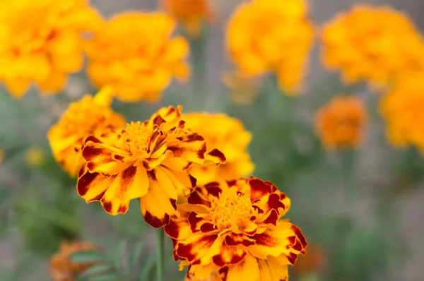 Stock image red and yellow flowers for the garden