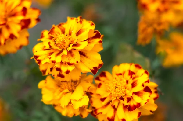 Flores Rojas Amarillas Para Jardín — Foto de Stock