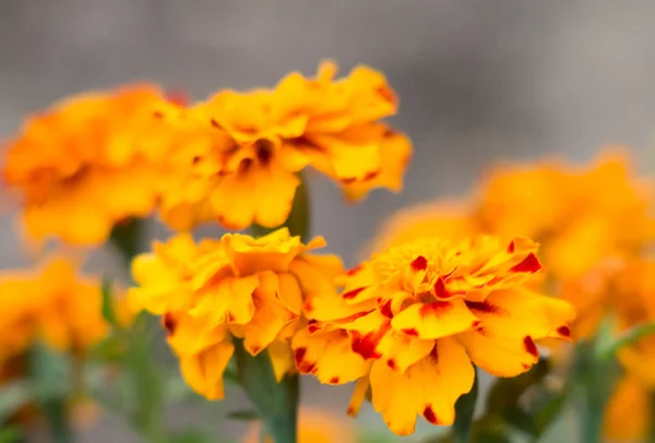 Flores Rojas Amarillas Para Jardín —  Fotos de Stock