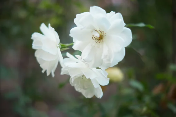 白バラの庭 — ストック写真