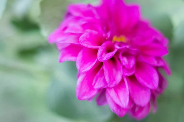 Flor Brillante Grande Que Florece Jardín —  Fotos de Stock