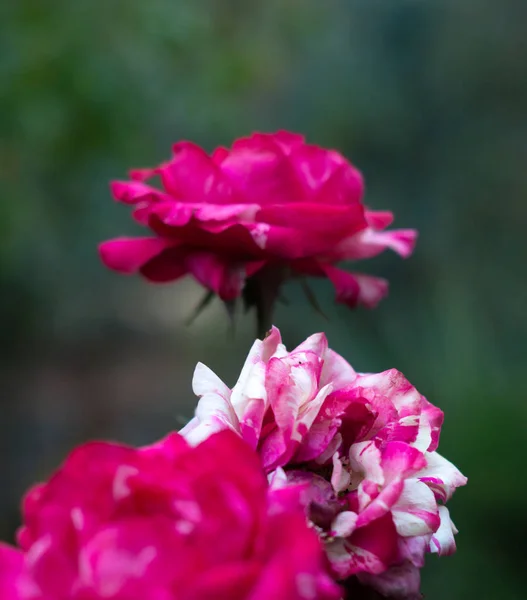Красивые Двухцветные Розы — стоковое фото