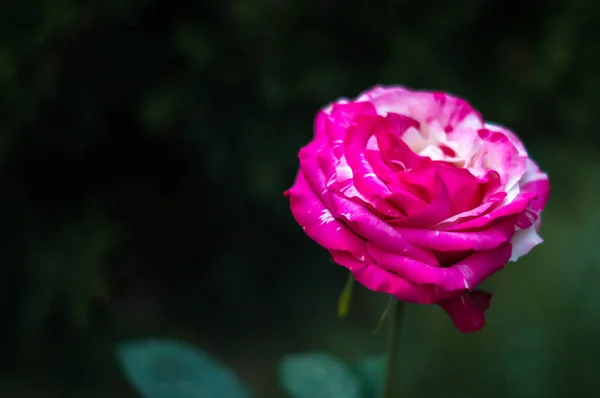 Beautiful Two Colored Rose — Stock Photo, Image