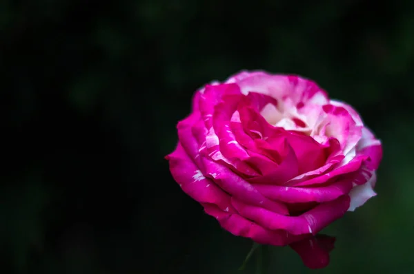Красивая Двухцветная Роза — стоковое фото
