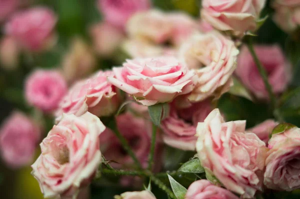 Bush Roses Garden Rain — Stock Photo, Image