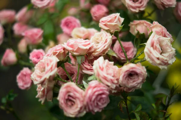 Bush Roses Garden Rain — Stock Photo, Image