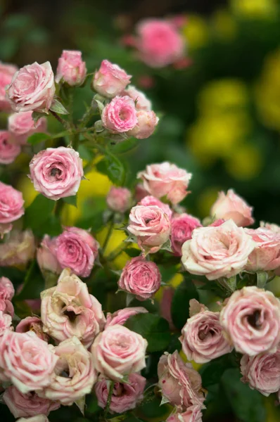 Bush Roses Garden Rain — Stock Photo, Image