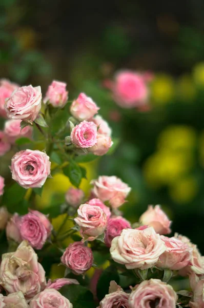 Bush Roses Garden Rain — Stock Photo, Image