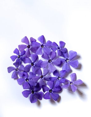 çiçekler ve yaprakları beyaz bir arka plan üzerine serilmiş. Tebrik kartları ve düğün davetiyeleri için bir tasarım öğesi olarak kullanılabilir.