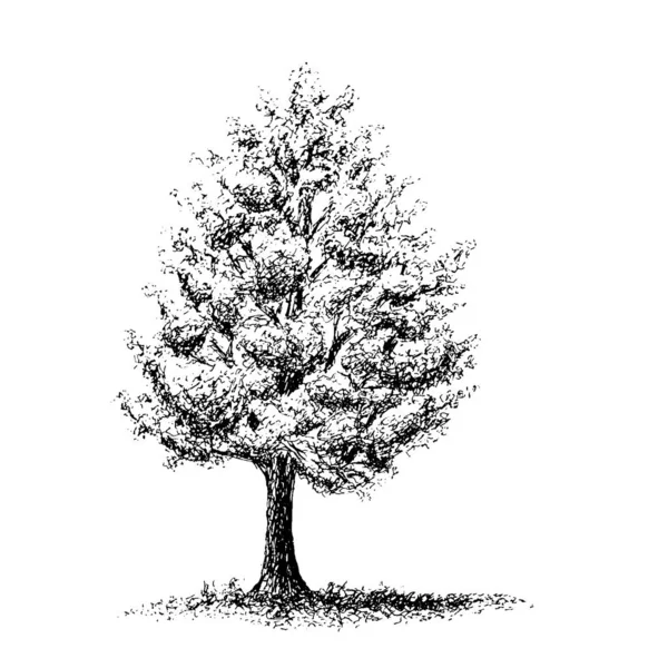 Дерево Нарисованное Старыми Чернилами Ручкой — стоковый вектор