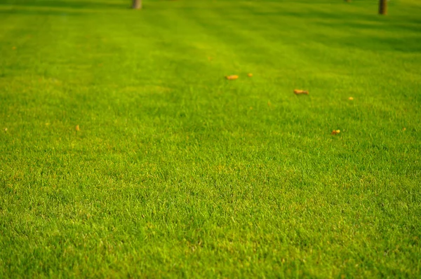 Rasen Wiese Getrimmtes Grünes Gras Sommersonne Auf Dem Gras Frische — Stockfoto