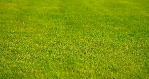 Çim Çayır Kesilmiş Yeşil Çim Çim Üzerinde Yaz Güneşi Taze — Stok fotoğraf