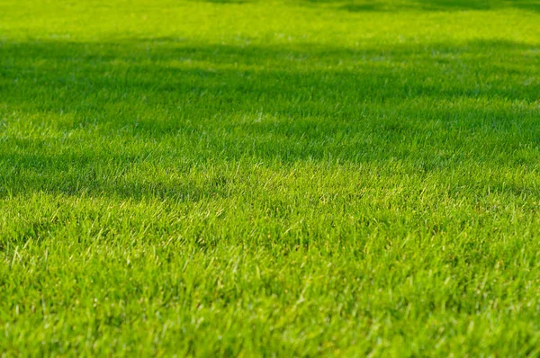 Césped Prado Césped Verde Recortado Sol Verano Hierba Textura Fresca —  Fotos de Stock