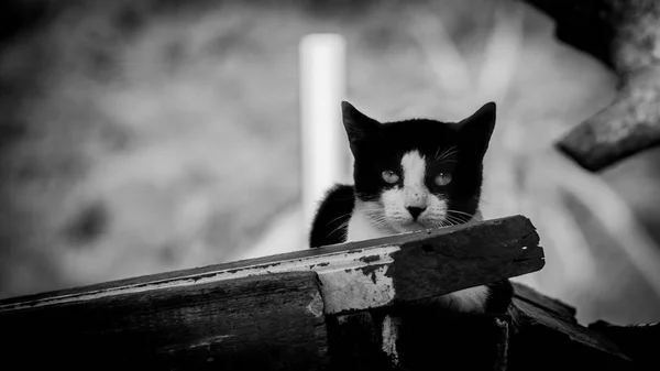 Gato Mirando Enojado Por Interrumpir Sueño —  Fotos de Stock