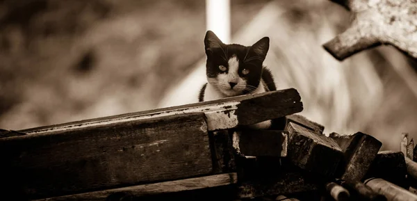 Cat Tänkande Vad Hans Nästa Måltid Blir — Stockfoto