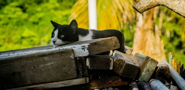 Gato Pensando Cuál Será Próxima Comida —  Fotos de Stock