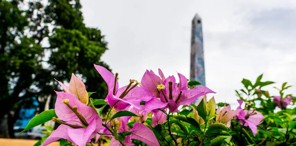 Composição Das Flores Nacionais República Dominicana Com Obelisco Romana — Fotografia de Stock