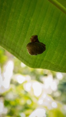Sümüklü böcek salyangoz bir muz ağacı yaprağına sıkışmış