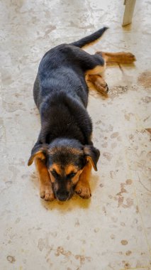 Yavru köpek oynadıktan sonra dinlenme