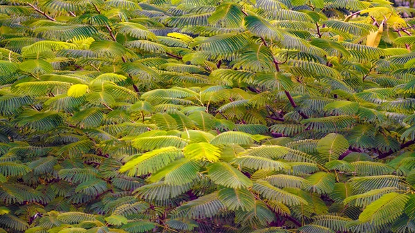 Gele Groene Bladeren Van Één Boom — Stockfoto