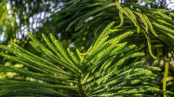 Betaling Management Mooie Groene Plant Van Goed Onderhouden Patio — Stockfoto