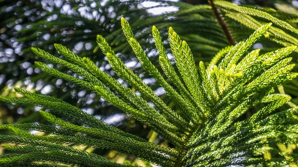 Mooie Groene Patio Planten — Stockfoto