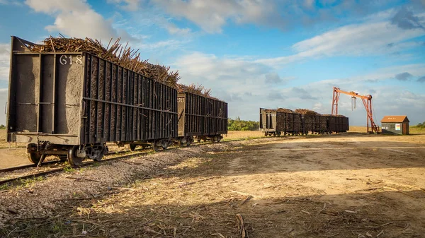 Tren Para Transportar Caña Azúcar — Foto de Stock