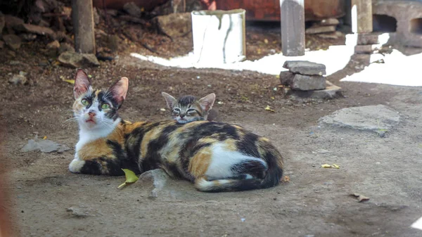 고양이 마당에 서로에 그것의 거짓말 — 스톡 사진