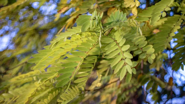 Красивые Зелёные Листья — стоковое фото