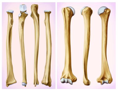 Frontal and lateral view of the humerus and radial bone, long bones that make up the arm and forearm, its main joints are the shoulder, elbow and wrist. clipart
