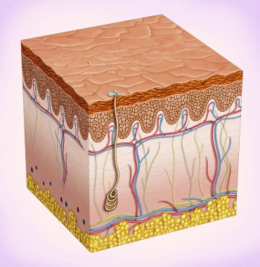 Cilt şematik gösterimi. Koruma ve çevre organizmanın yalıtım sağlar. Üç ana katmanı o thethey makyaj: epidermis, dermis, subkutan doku ve deri aksesuarlar gibi saç, yağ bezleri ve 