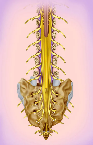 Bel ve sakral sinir şube illüstrasyon. Spinal sinirler spinal kord ortaya çıkması noktası göre adlandırılır.
