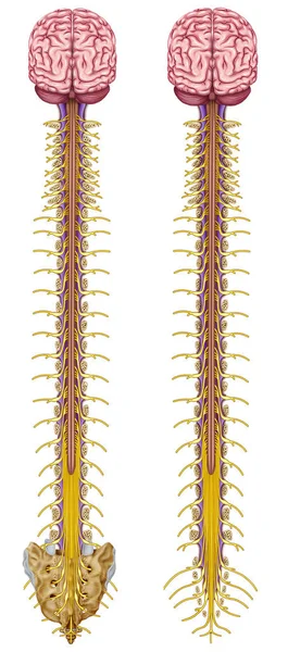 System Includes All Nervous Structures Leave Central Nervous System Rest — Stock Photo, Image