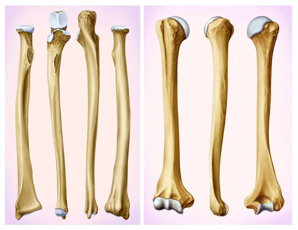 Frontal Lateral View Humerus Radial Bone Long Bones Make Arm Stock Image