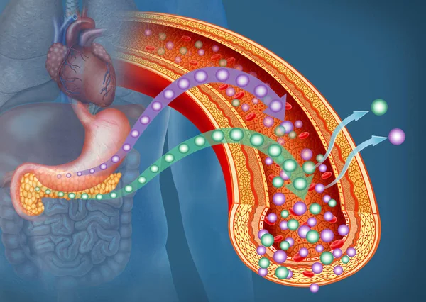 Illustrazione Descrittiva Che Evidenzia Pancreas Stomaco Nella Produzione Glucosio Insulina Foto Stock