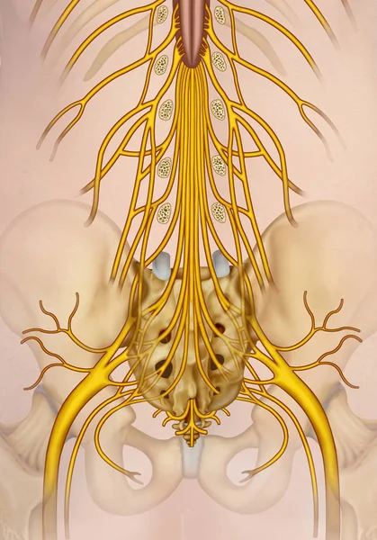 Отделение пояснично-крестцовой нервной системы Стоковое Изображение