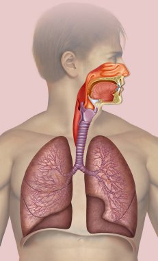 Schematic illustration composed a render of male human figure, and respiratory system with realistic treatment. clipart