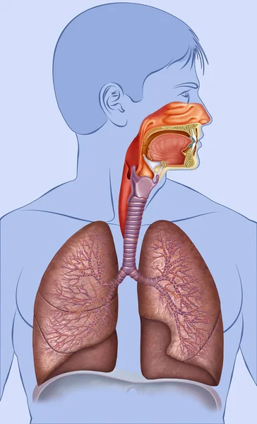 Ilustração esquemática e descritiva do sistema respiratório humano . — Fotografia de Stock